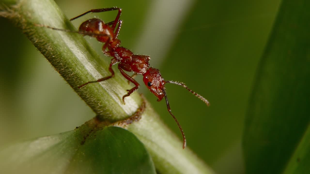 Red leafcutter ant climbing up a plant stem, showing detailed close-up of movement