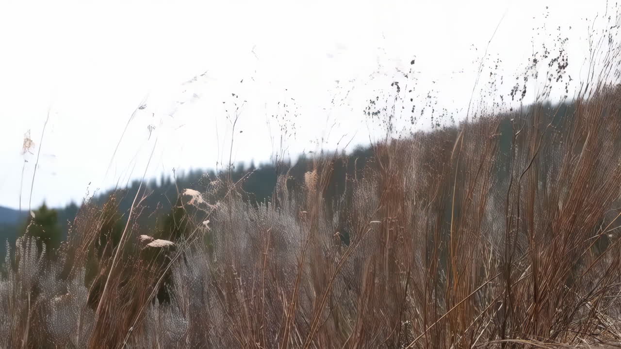 Erbe secche su un pendio in inverno