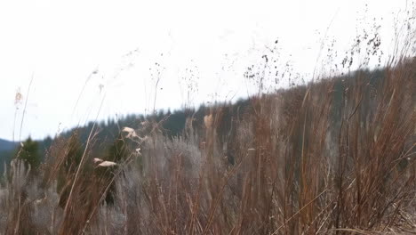 dry grasses on a hillside in winter
