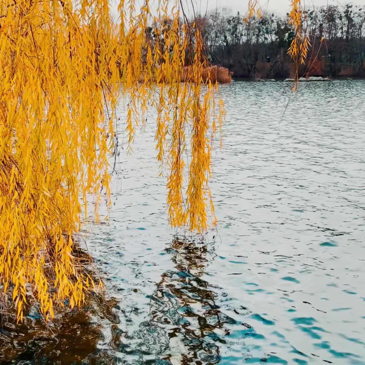 Yellow branches of weeping willow hanging over the river. Rugged surface of water reflecting grey skies. Bare trees at the other bank at backdrop