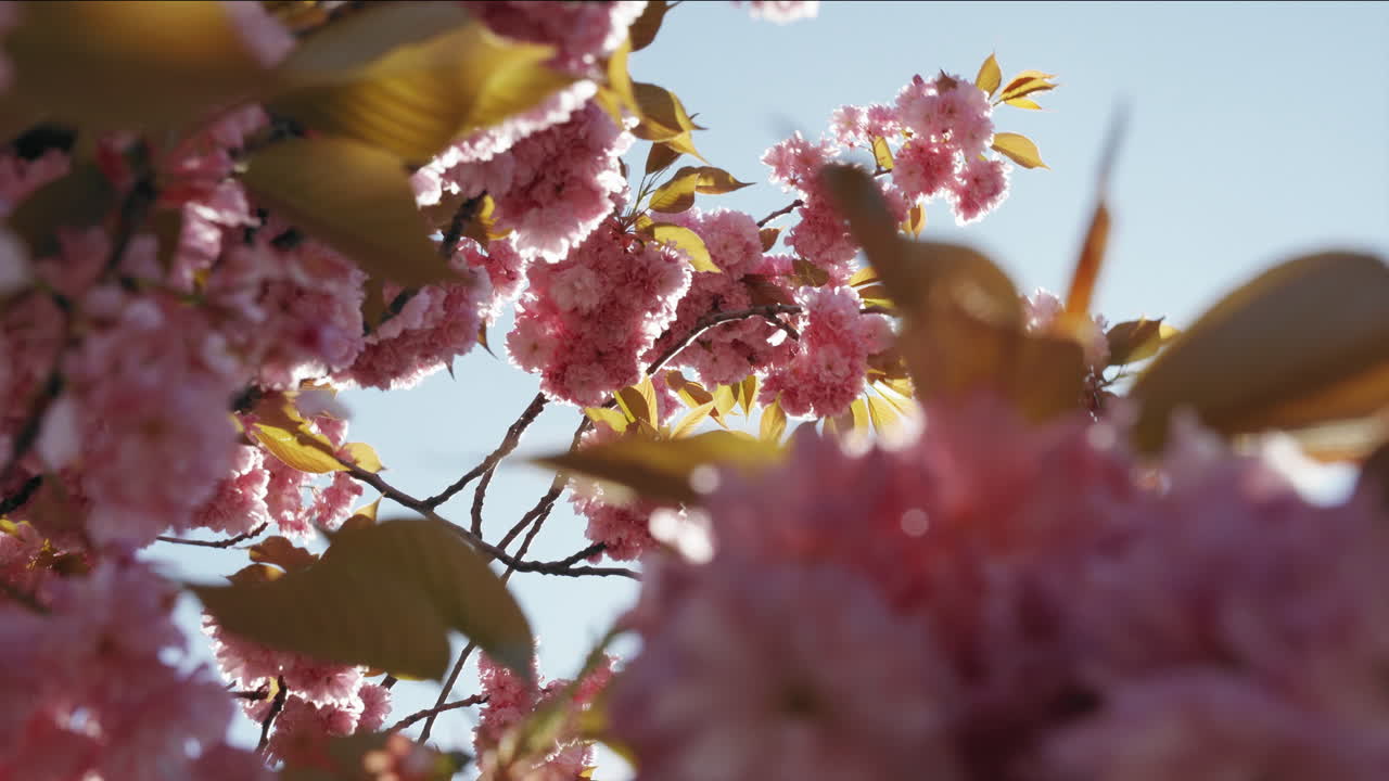 Beautiful bright pink cherry blossom branches in full bloom blowing in a breeze against a bright blue sky back lit by the afternoon sun