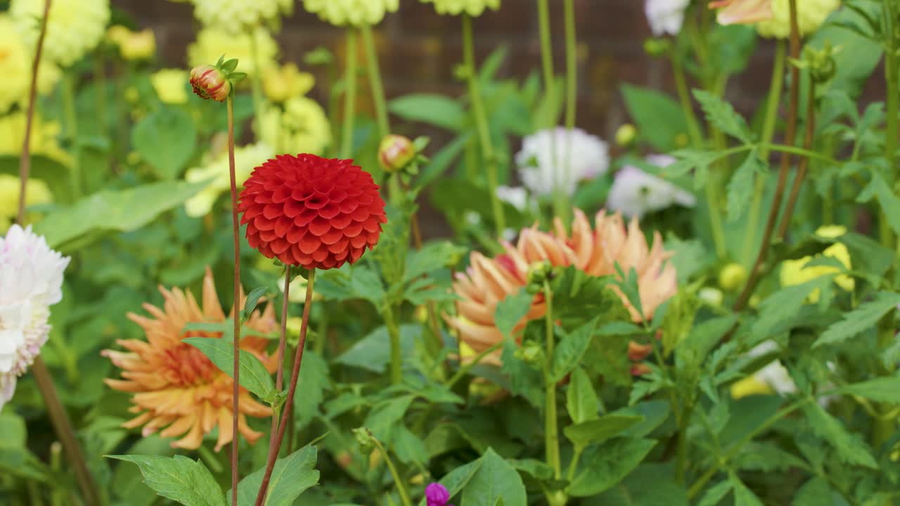 Red dahlia sways gently among diverse blooming flowers in bright, natural daylight, slight camera pan