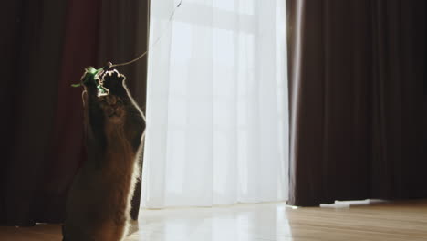 gato jugando con un juguete cerca de una ventana