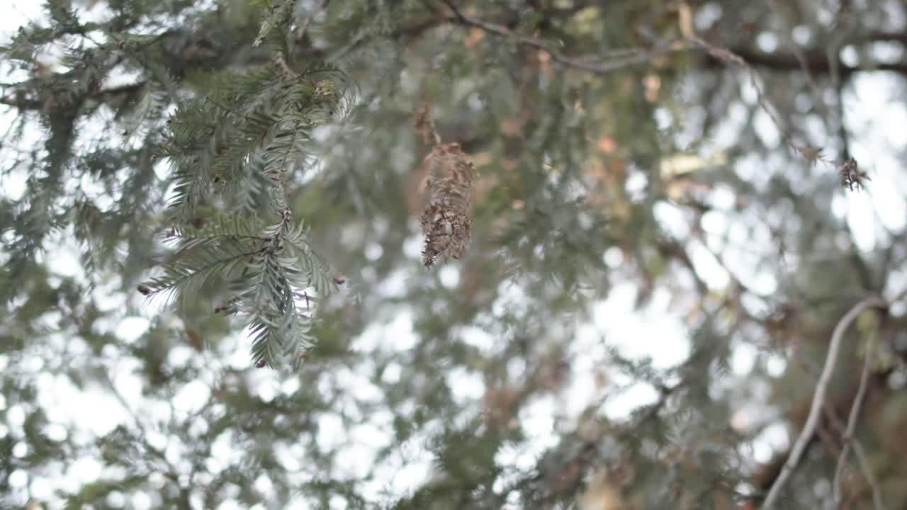 푸른 하늘과 바람에 날리는 나무를 올려다