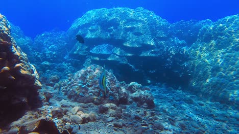 Underwater-shot-of-an-exotic-blue-fish-in-the-coral-reefs-and-rays-of-sunlight