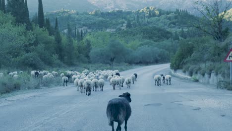 sheep crossing a road in a mountainous landscape