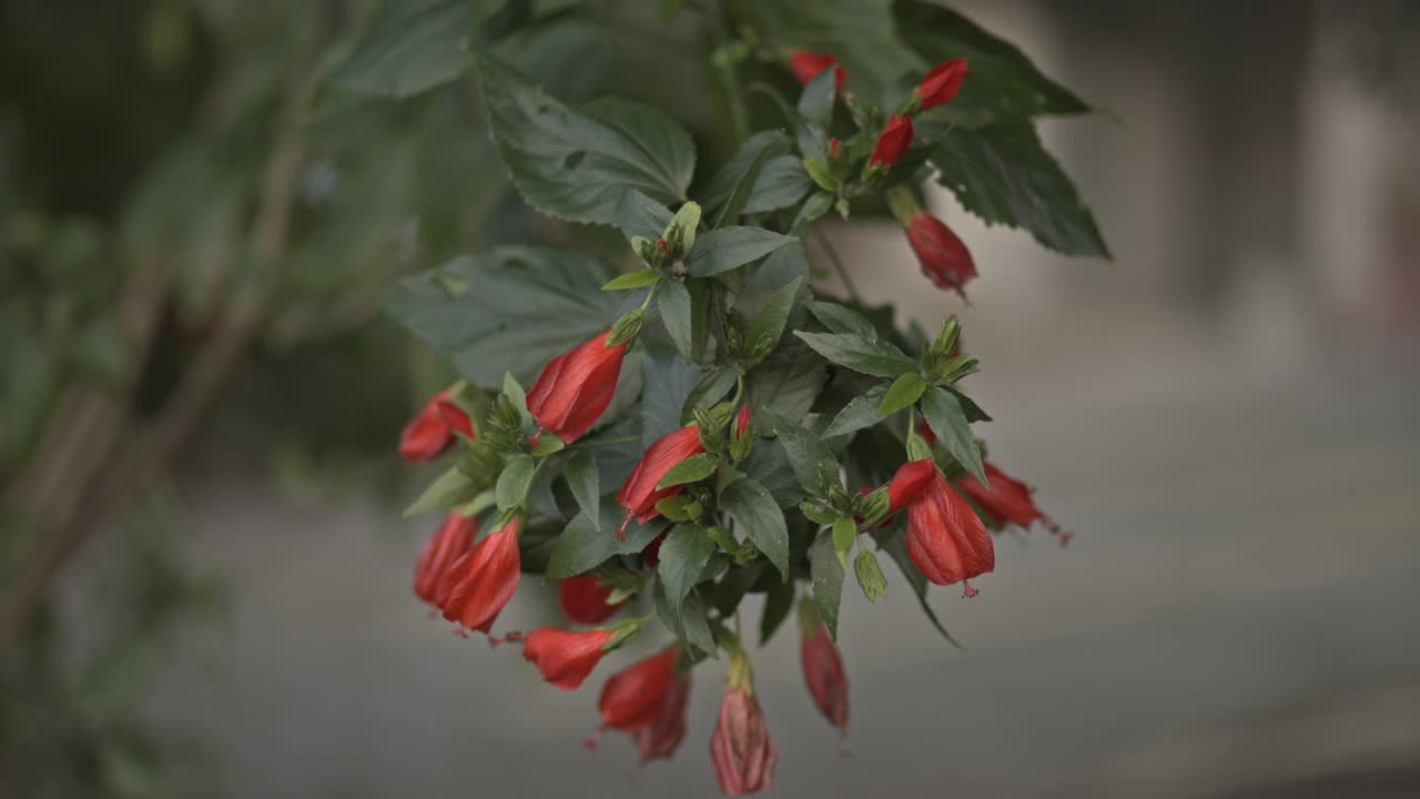 дикие красные маки в осеннем ветре 4k uhd