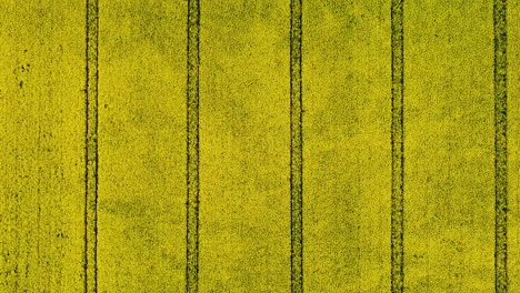 patrón regular hecho por tractores en campo de canola