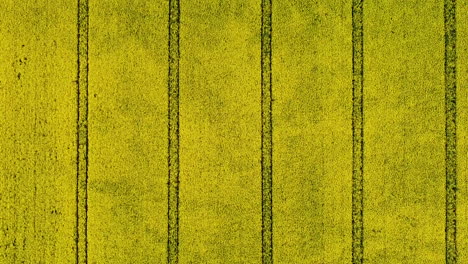 regular pattern made by tractors in canola field