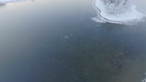 Flock-of-white-whooper-swans-surviving-on-shallow-freshwater-lake-in-Voss-western-Norway---High-wide-angle-aerial-looking-down-at-tranquil-scene-with-swans-on-water