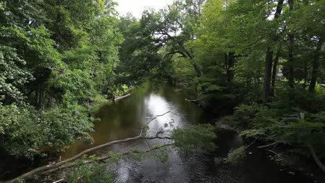 Drone-push-in-above-fallen-trees-arched-over-wide-river,-sunlight-breaks-through-canopy-and-drops-on-water