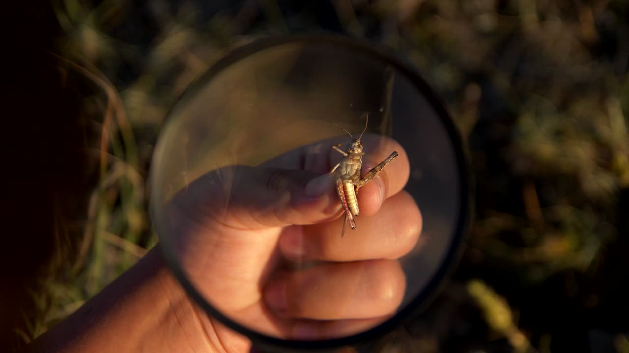 어린이의 손에 있는 도마과 보기