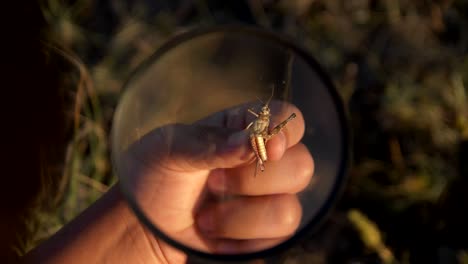 saltamontes y lupa en las manos de los niños