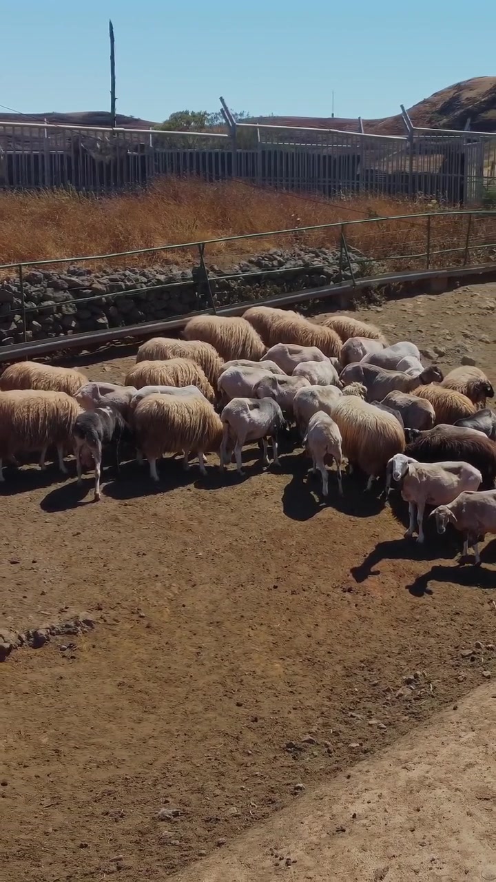 Pecore che si stringono in un recinto in una giornata di sole, mettendo in mostra i loro folti manti lanosi. Questa scena evidenzia la presenza della zootecnia e dell'industria della lana.