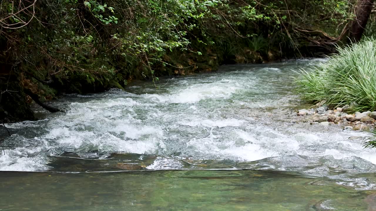 Clear freshwater stream flows rapidly past green foliage and riverbank grasses under natural daylight, with steady camera capturing tranquil forest environment and dynamic water movement