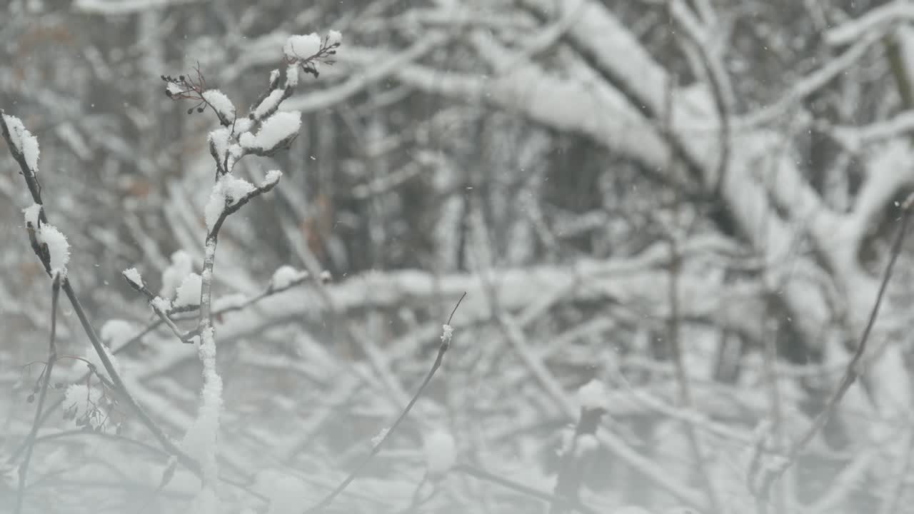 fiocchi di neve bianchi che cadono d'inverno, fiocoli di neve invernali di natale.