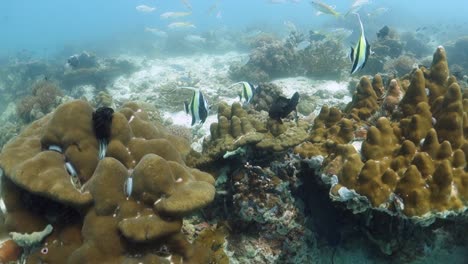 damisela negra, pez pancarta, peces de arrecife nadan sobre la formación de arrecifes de coral