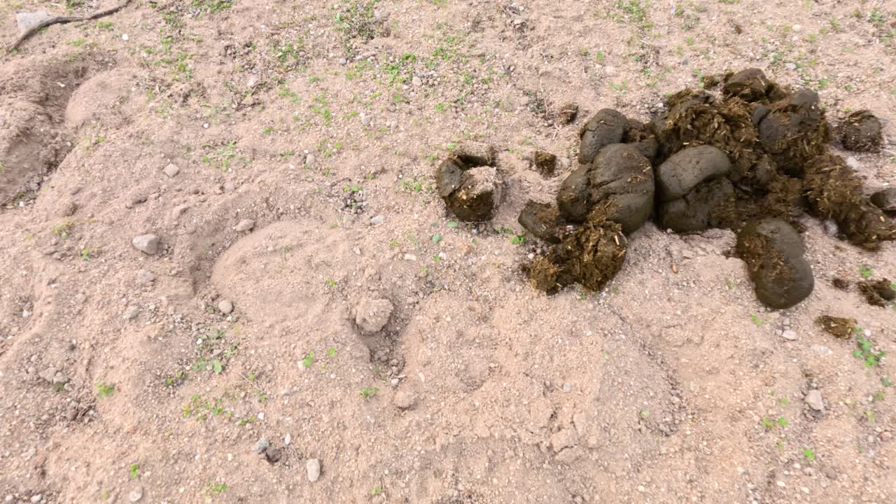 시간이 지남에 따라 땅에서 동물의 배설