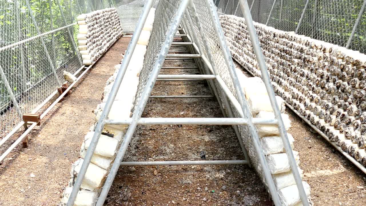 유기농 농장에서 오스트리 버섯 재배