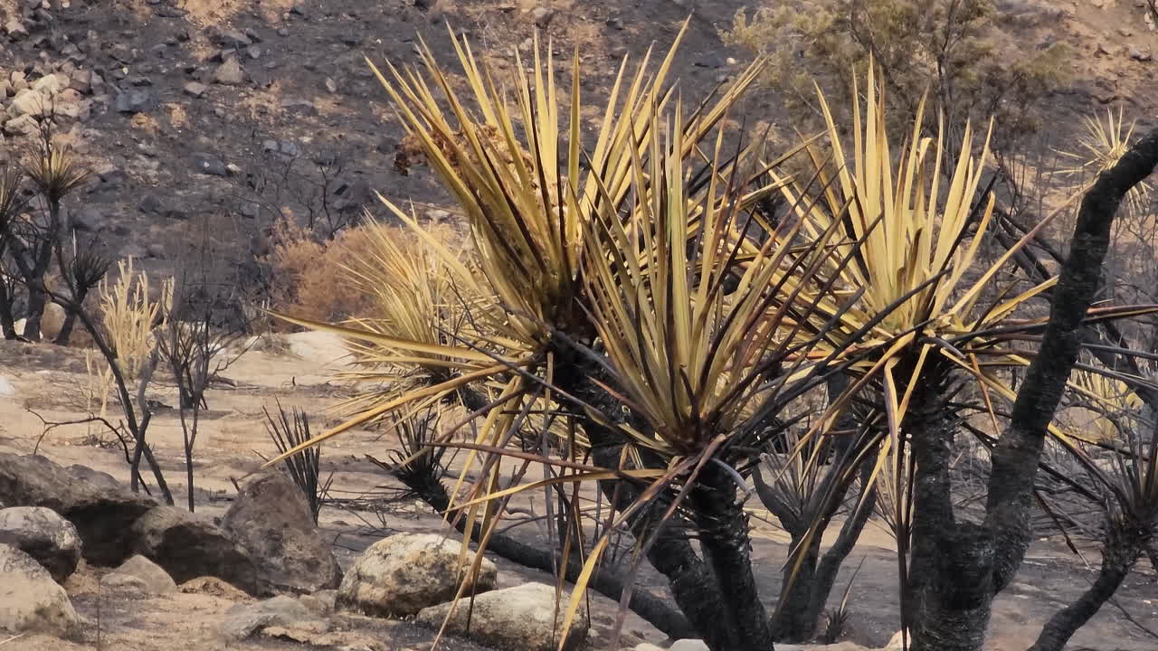 planta tropical quemada en el paisaje devastado de california después de los incendios forestales