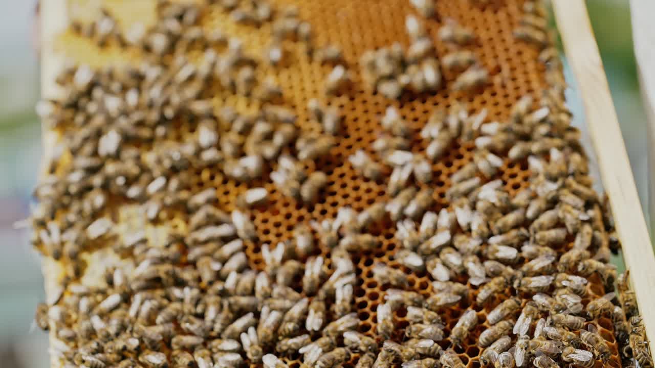 Working bees on honeycomb. The beekeeper has control over a framework with honey.