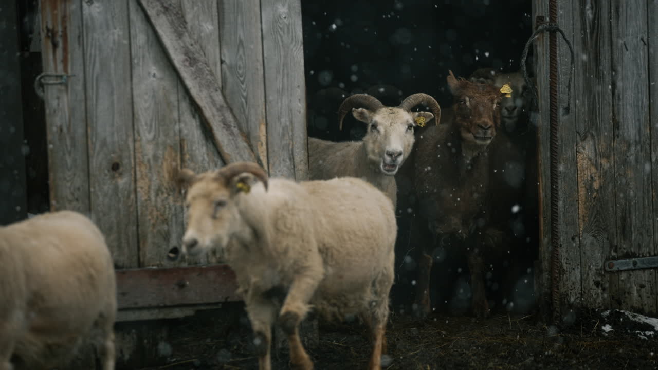 Sheep at the Barn Door in Winter Snow