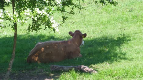 una vaca se acuesta a la sombra en un día soleado