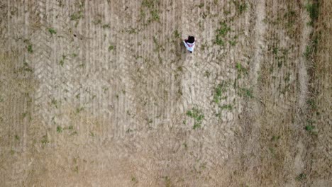 joven embarazada con un vestido blanco de verano caminando por un campo para una sesión de fotos de maternidad - vista de arriba hacia abajo del dron