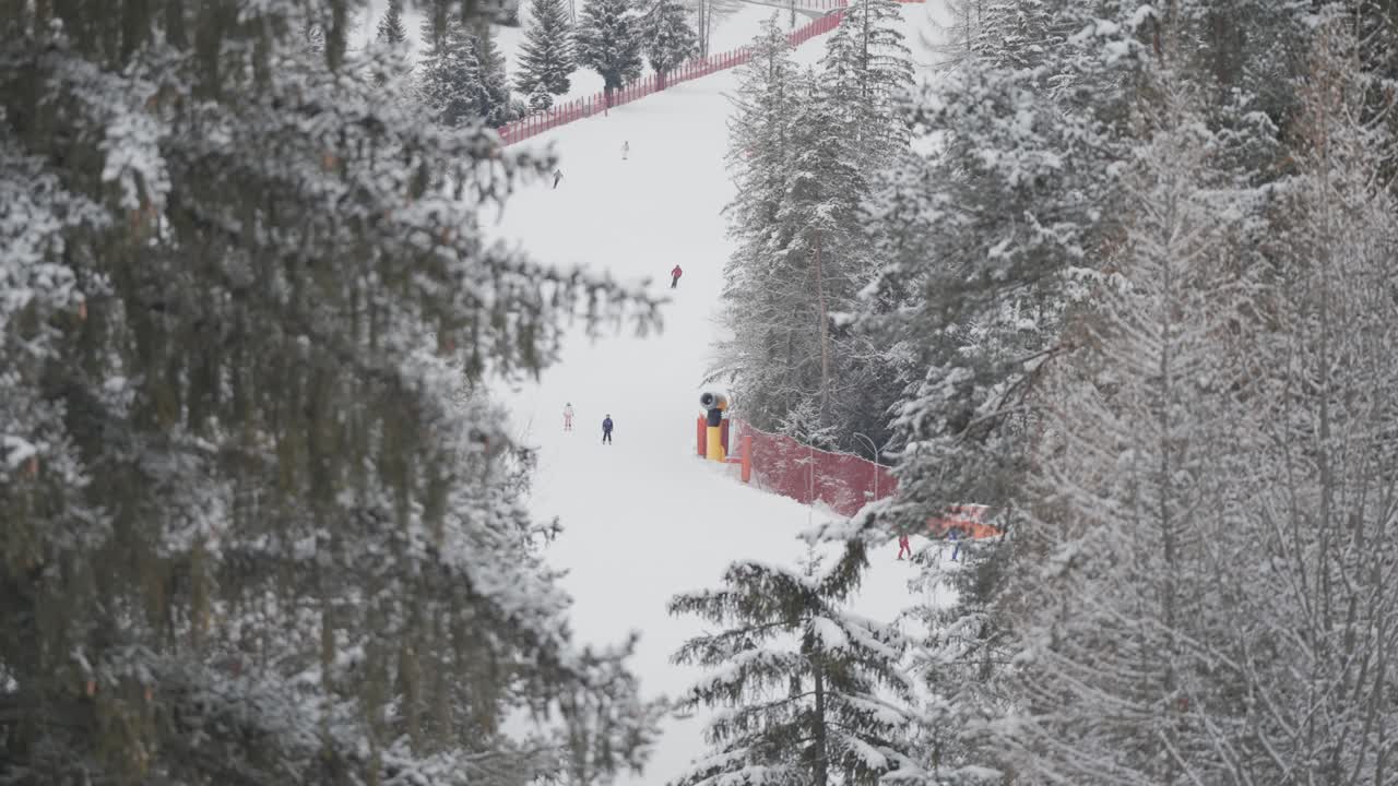 Skiers ride downhill the snow-covered slope surrounded by the pine forest in Alto Aige.