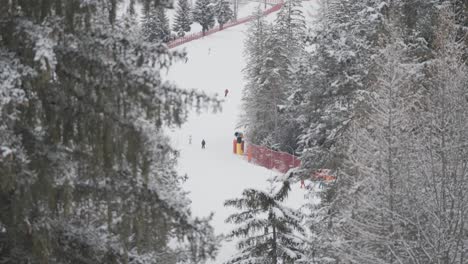 skiers ride downhill the snow-covered slope surrounded by the pine forest in alto aige.