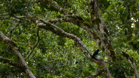 Tropical-Bird-Species-in-Lush-Tree-Foliage-of-Costa-Rica,-Static