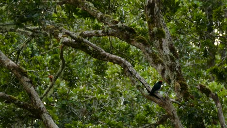 especies de aves tropicales en el exuberante follaje de los árboles de costa rica, estático