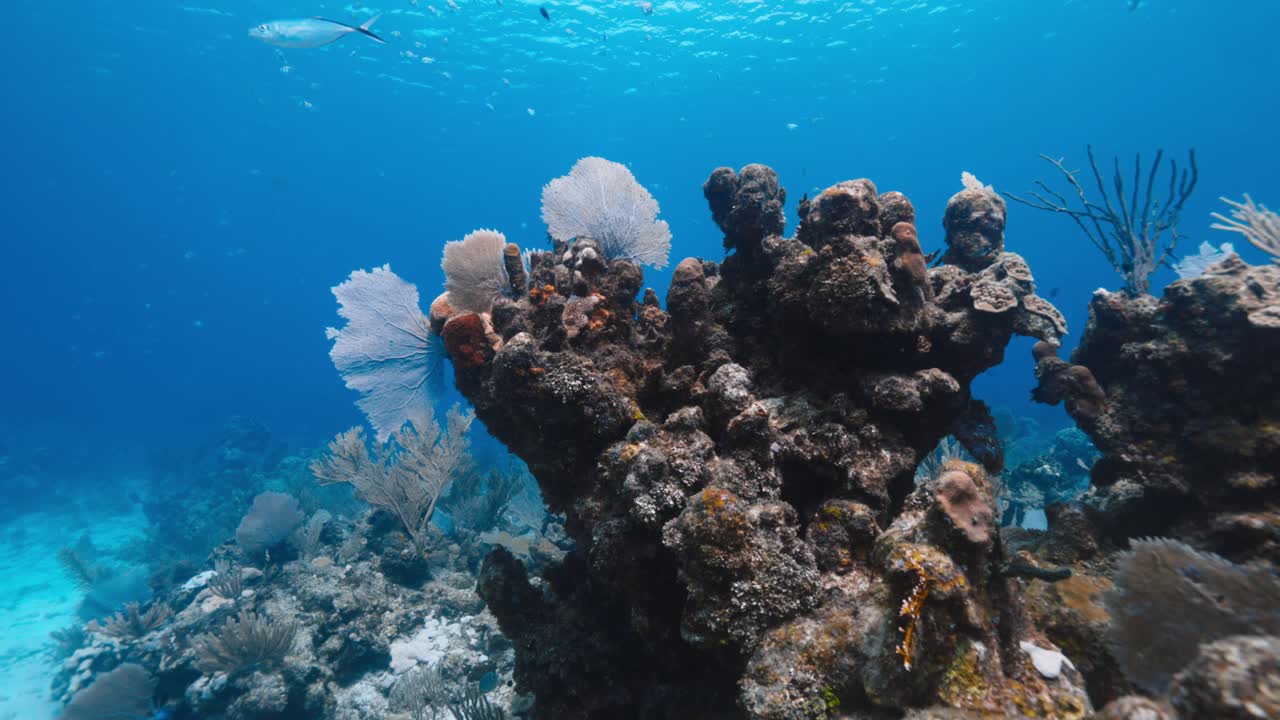 Vibrant Coral Reef Full of Marine Life — Detailed Underwater Landscape Showcasing Colorful Corals, Textures, and Natural Ocean Beauty — Captured in Crisp 4K 60 FPS for Premium Stock Footage