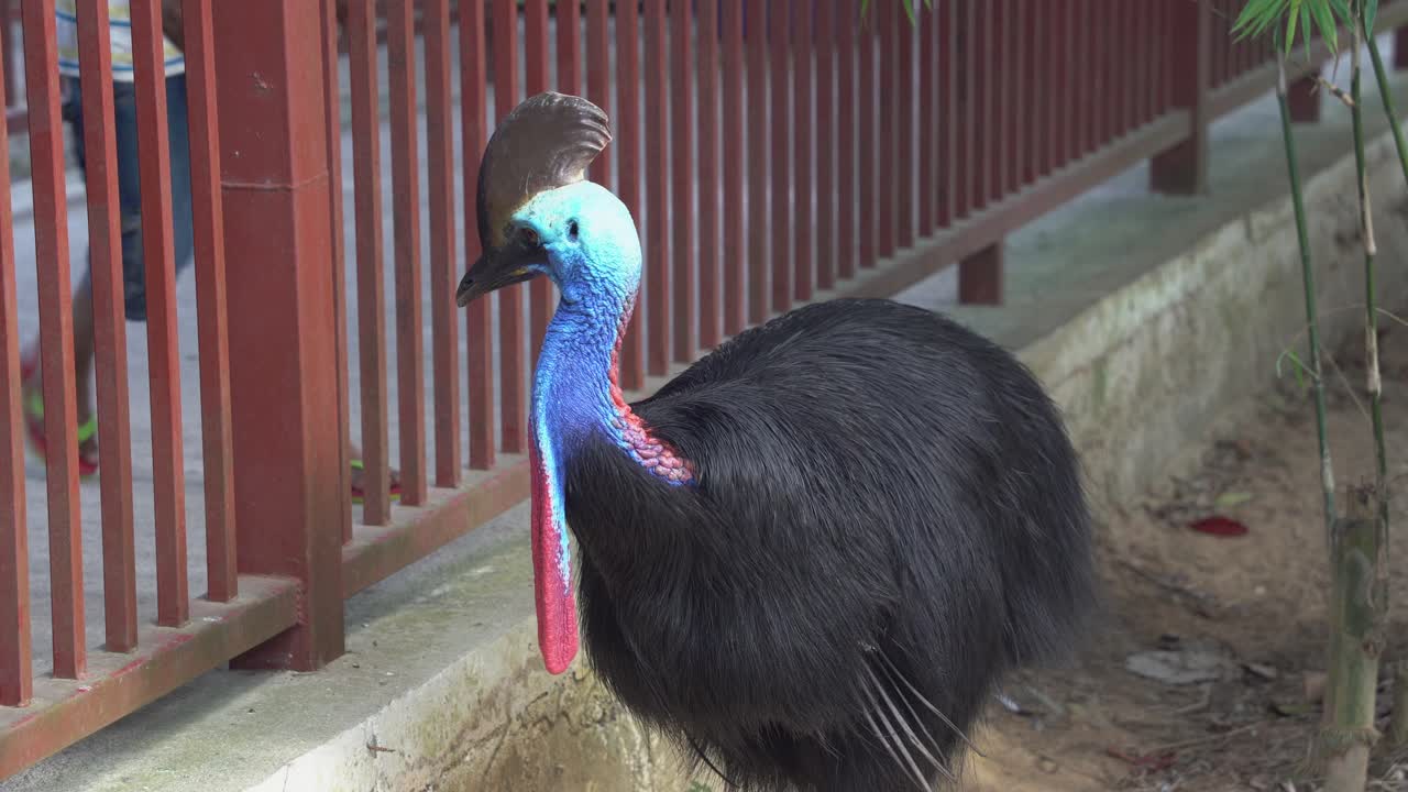 un niño tratando de llegar a la valla para acariciar el casuario del sur no volador, casuarius casuarius en cautiverio