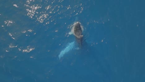 Majestuosas-Ballenas:-Gráciles-Gigantes-Del-Océano