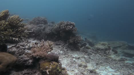 Underwater-Flight-over-a-deep-sea-coral-reef-teeming-with-marine-life,-showcasing-the-stunning-diversity-of-corals-and-fish-in-clear-blue-waters-of-Raja-Ampat-in-Indonesia