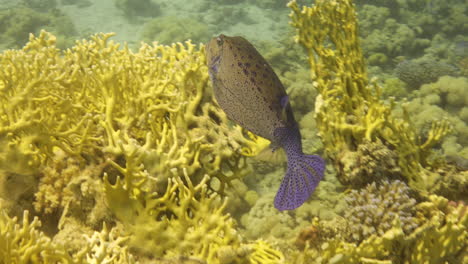 blue box file fish in the red sea of egypt