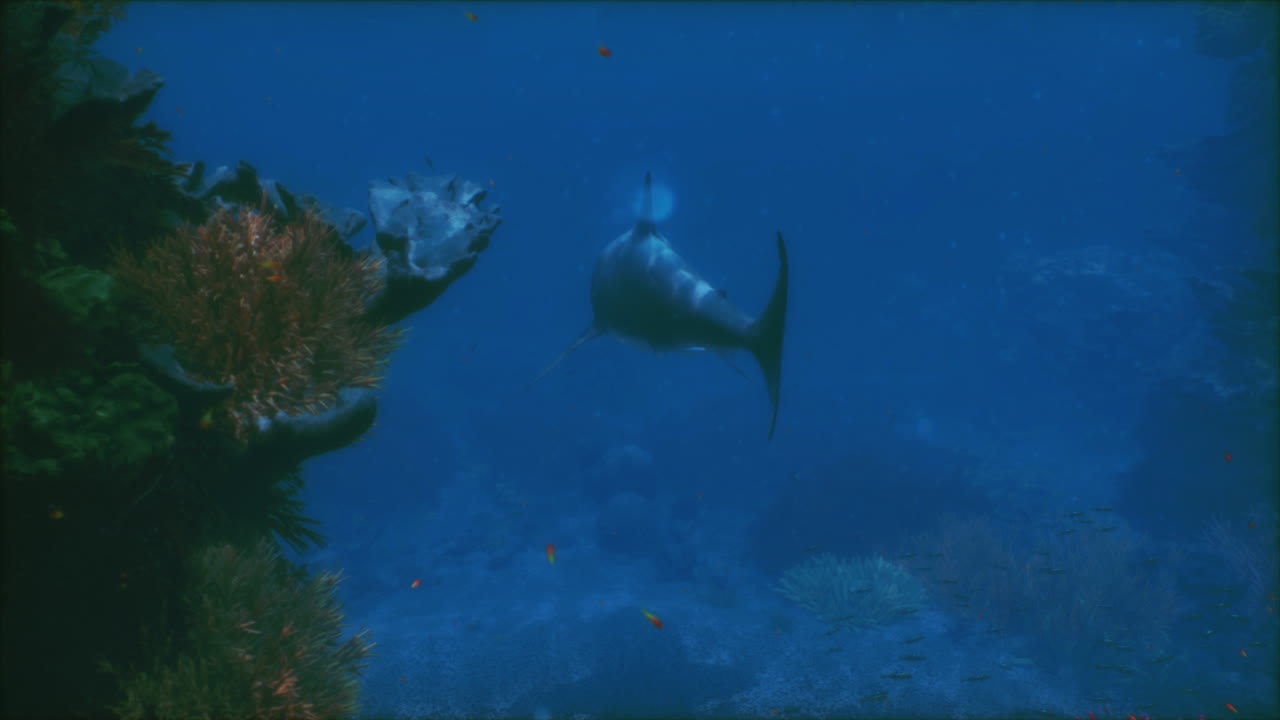 A great white shark swimming near colorful coral reefs underwater