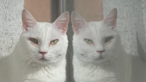 a beautiful white cat, possibly a turkish angora or khao manee, is reflected in a window, creating a serene indoor scene.