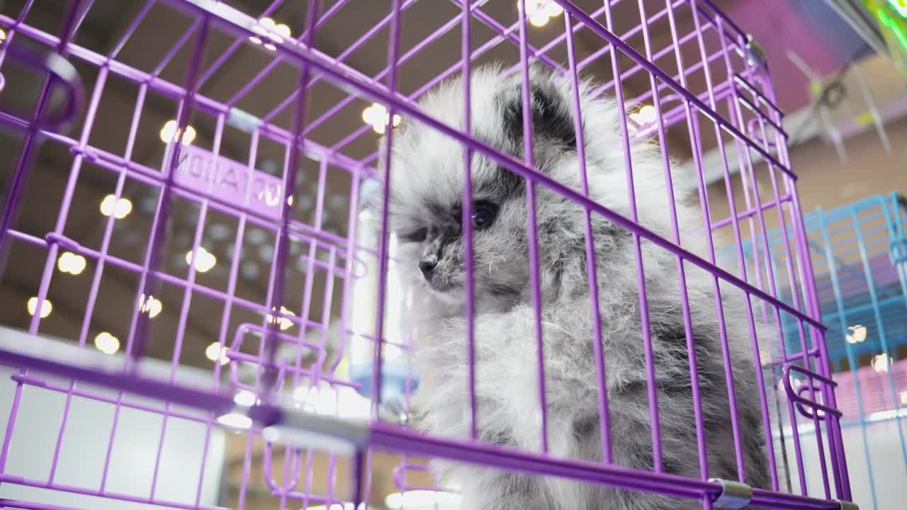 보라색 케이지에 있는 페르시아 고양이, 클로즈업