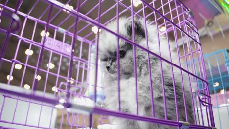 gato persa en una jaula púrpura, primer plano