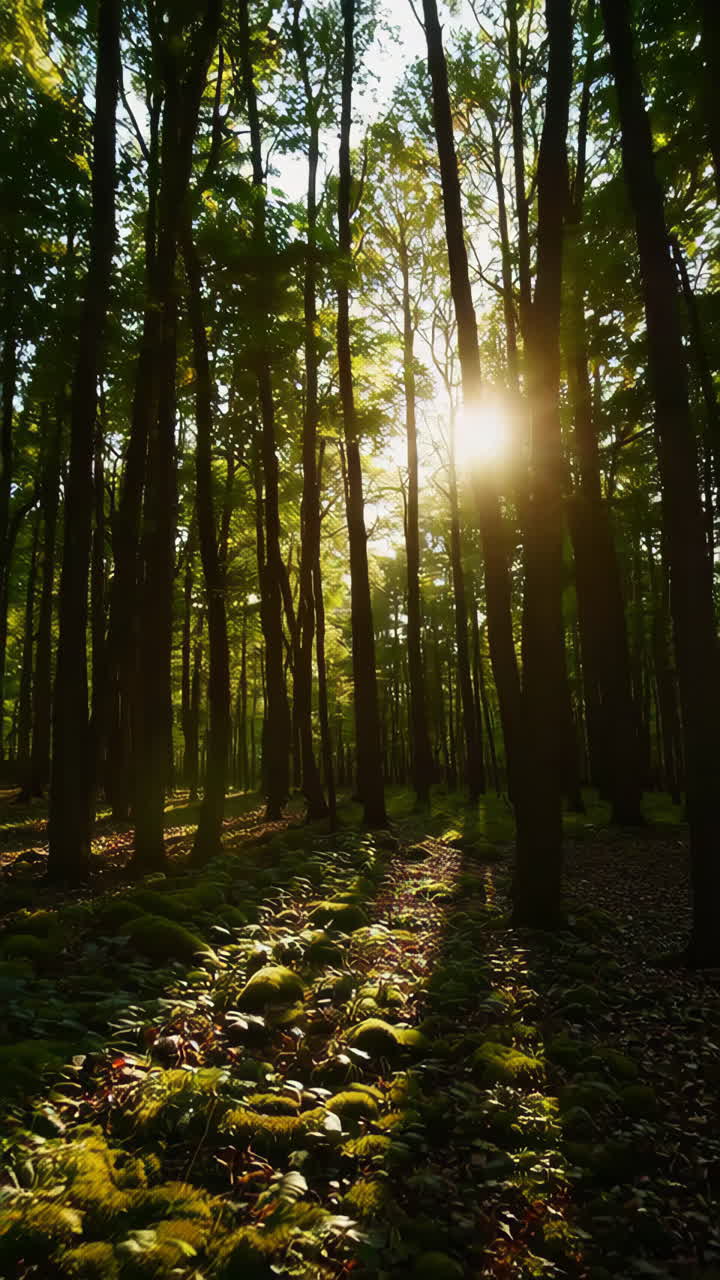Rayos de sol en el bosque