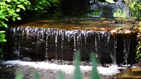 una cascada tranquila rodeada de exuberante vegetación