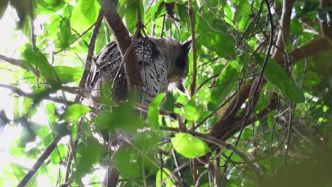 Búho-Real-De-Vientre-Manchado,-Bubo-Nipalensis,-Juvenil