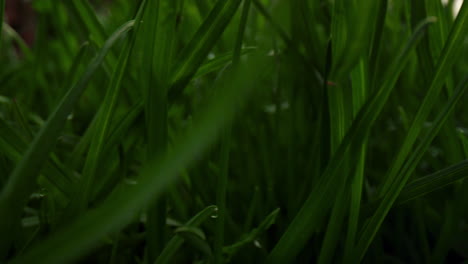 Dew-drops-on-morning-fresh-grass-in-closeup.-Peaceful-meditative-nature-scene.