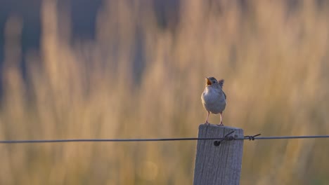 a south american grass wren sitting on a fence post singing