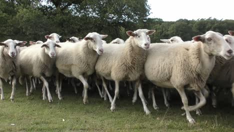 flock of white sheep start running all together at once close to the camera - close up shot