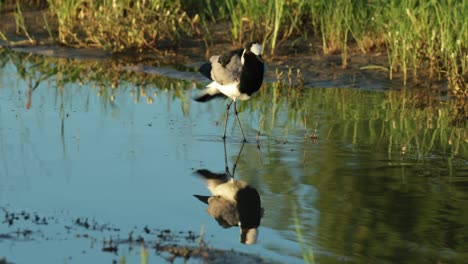 a blacksmith lapwing standing in the shallow water while grooming itself before walking in savuti botswana. with beautiful reflection