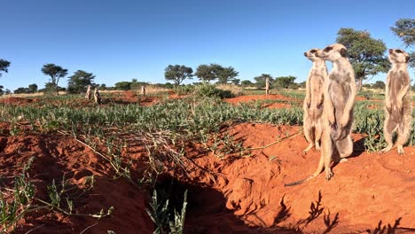 Suricatas-Suricatas-De-Pie-Bajo-El-Sol-De-La-Mañana-En-El-Desierto-Del-Sur-De-Kalahari-En-África