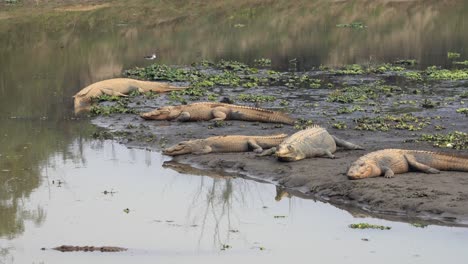 some muggar and gharial crocodiles lying on the bank of a river in the chitwan national park in nepal